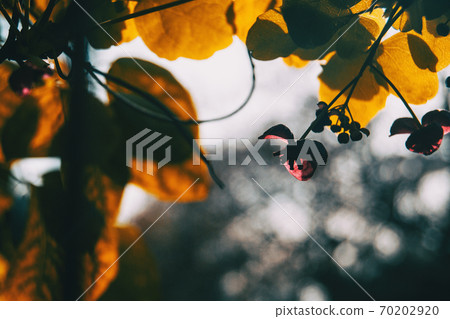 Close-up of silhouette at sunset of a flower Close-up of silhouette at sunset of a flower 70202920