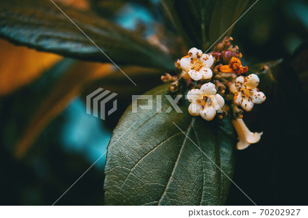 Close-up of small white flowers of viburnum tinus 70202927