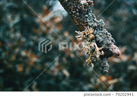 Close-up of hypogymnia in a branch 70202941