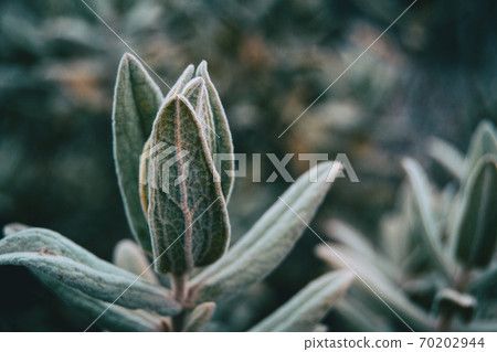 Close-up of leaves of cistus albidus 70202944