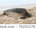 Sea turtle resting on a sandy beach 70203276
