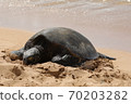 Turtle resting on a sandy beach 70203282