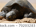 Turtle version 2 resting on the beach 70203283
