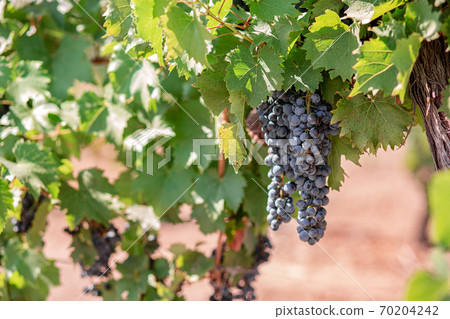 Vineyards at sunset in autumn harvest. Ripe grapes in fall. Vineyards at sunset in autumn harvest. Ripe grapes in fall. 70204242