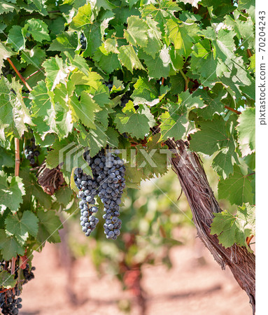 Vineyards at sunset in autumn harvest. Ripe grapes in fall. Vineyards at sunset in autumn harvest. Ripe grapes in fall. 70204243