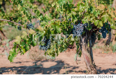 Vineyards at sunset in autumn harvest. Ripe grapes in fall. Vineyards at sunset in autumn harvest. Ripe grapes in fall. 70204244