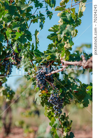 Vineyards at sunset in autumn harvest. Ripe grapes in fall. 70204245