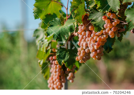Vineyards at sunset in autumn harvest. Ripe grapes in fall. Vineyards at sunset in autumn harvest. Ripe grapes in fall. 70204246