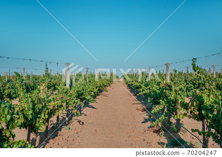 Vineyards at sunset in autumn harvest. Ripe grapes in fall. Vineyards at sunset in autumn harvest. Ripe grapes in fall. 70204247