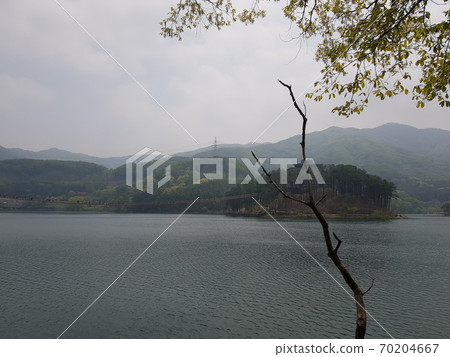 光禿禿的樹後面的湖景 70204667