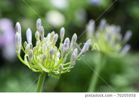 愛情花芽和水滴 愛情花芽和水滴 70205058