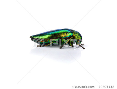 Jewel beetle (Buprestidae) on white background . Jewel beetle (Buprestidae) on white background . 70205538