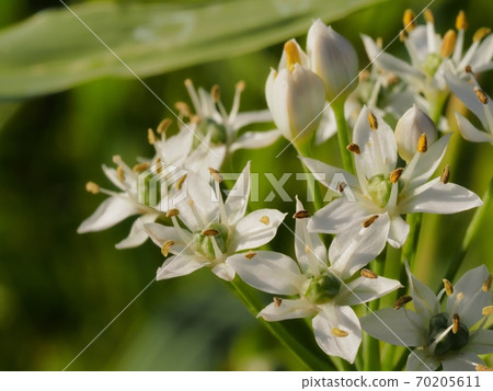 Chinese chive blooming in the field Chinese chive blooming in the field 70205611
