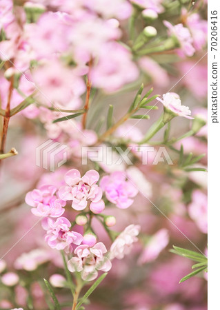 Pink chamelaucium close up. Wax flower on gray background, copy space. The work of the florist at a flower shop. Fresh cut flower. Pink chamelaucium close up. Wax flower on gray background, copy space. The work of the florist at a flower shop. Fresh cut flower. 70206416