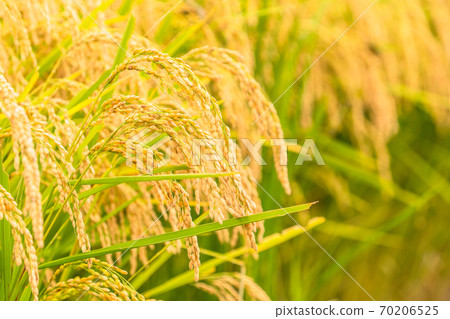 米飯，金米耳朵 70206525