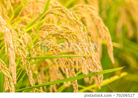 Rice, golden rice ears 70206527
