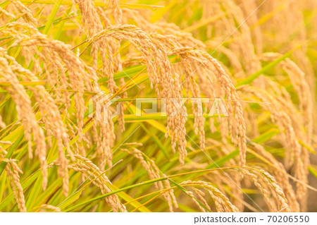 Rice, golden rice ears 70206550