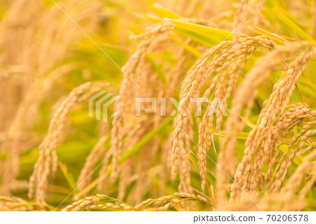 Rice, golden rice ears 70206578