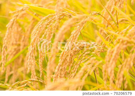 Rice, golden rice ears 70206579
