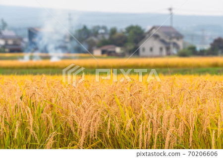 Rice, golden rice ears 70206606