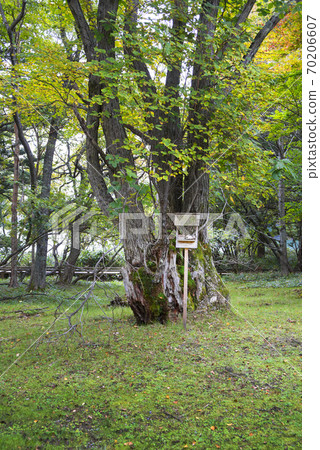 日光湯本湖（Nikko Yumoto）的美麗花園 70206607