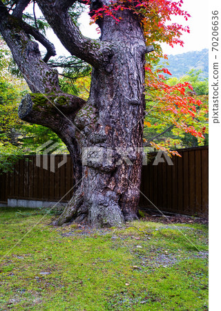 日光湯本湖（Nikko Yumoto）的美麗花園 70206636