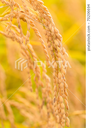 Rice, golden rice ears 70206694
