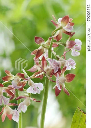 Calanthe discolor Japanese orchid brown sober flower 70206881