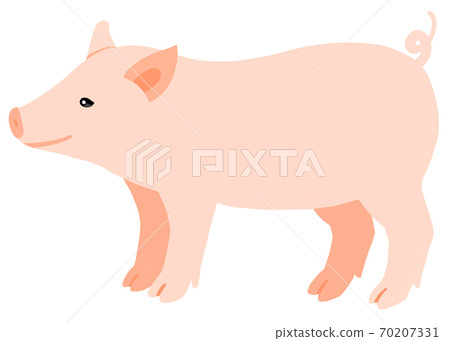 Illustration of a simple piglet 70207331