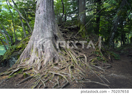 在國家公園的日光子周圍的日光/湯子湖岸徒步旅行 70207658