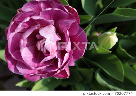 Spring double-flowered purple tulips 70207774