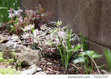 春天，花園裡的半天春天，薄薄的花壇，Chionodogusa，Tiarella，Flox 70207787