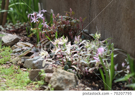 Spring garden half-shade thin flowerbed Chionodogusa Tiarella Phlox Spring garden half-shade thin flowerbed Chionodogusa Tiarella Phlox 70207795