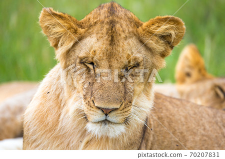A young lion in close-up, the face of a nearly sleeping lion 70207831