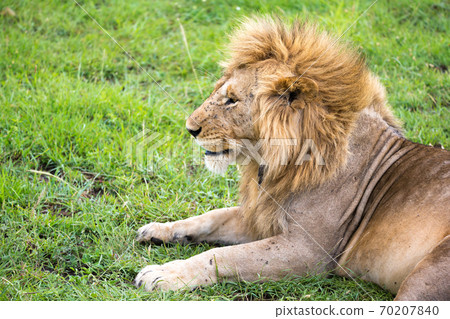 A big lion lies in the grass in the middle of the landscape of a savannah in Kenya A big lion lies in the grass in the middle of the landscape of a savannah in Kenya 70207840