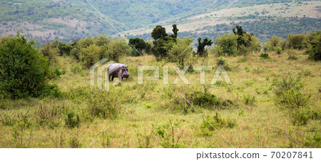 A hippo is walking in the savannah A hippo is walking in the savannah 70207841