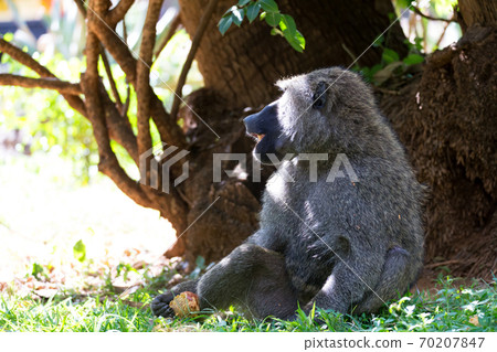 A baboon has found a fruit and eats it A baboon has found a fruit and eats it 70207847