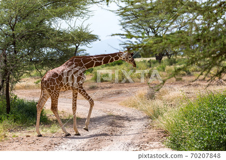 A giraffe crosses a path in the savannah 70207848