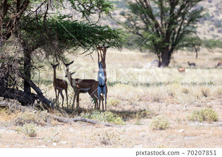 Some gerenuk in the kenyan savanna looking for food Some gerenuk in the kenyan savanna looking for food 70207851