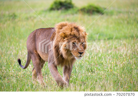 A big male lion is walking in the savannah A big male lion is walking in the savannah 70207870