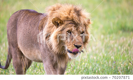 A big male lion is walking in the savannah A big male lion is walking in the savannah 70207871