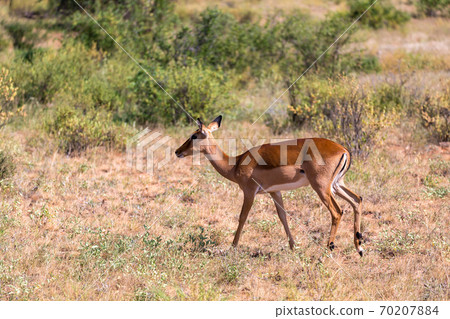 Grant Gazelle grazes in the vastness of the Kenyan savannah Grant Gazelle grazes in the vastness of the Kenyan savannah 70207884