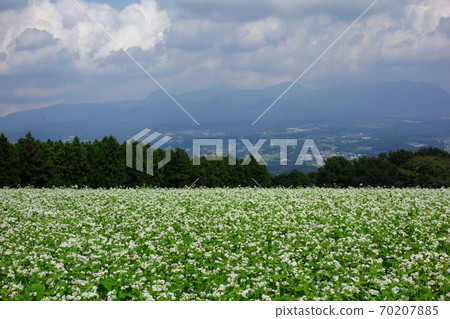 Soba field in Miyukida Soba field in Miyukida 70207885