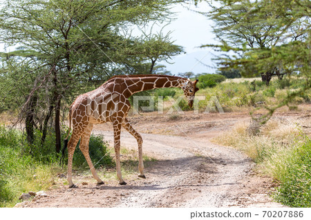 A giraffe crosses a path in the savannah A giraffe crosses a path in the savannah 70207886