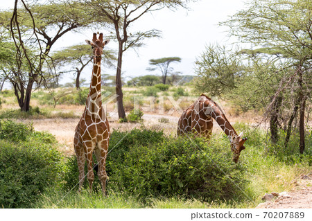 A giraffe group eats the leaves of the acacia trees 70207889