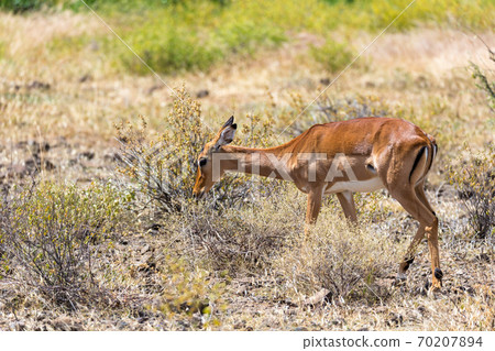 Grant Gazelle grazes in the vastness of the Kenyan savannah Grant Gazelle grazes in the vastness of the Kenyan savannah 70207894