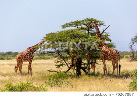 Two Somalia giraffes eat the leaves of acacia trees 70207897