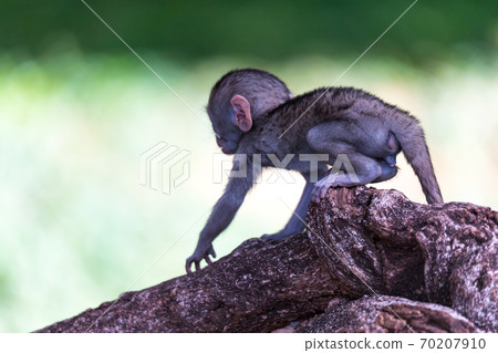 A little funny monkey is playing on the floor or on the tree 70207910