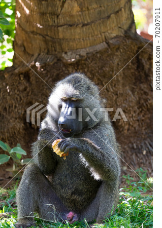 A baboon has found a fruit and nibbles on it A baboon has found a fruit and nibbles on it 70207911