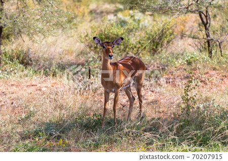 Grant Gazelle grazes in the vastness of the Kenyan savannah Grant Gazelle grazes in the vastness of the Kenyan savannah 70207915